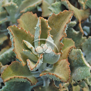 Kalanchoe beharensis Fang