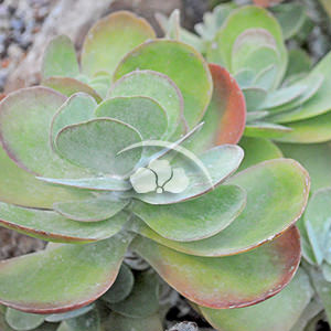 Kalanchoe Flapjack