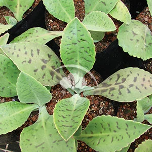 Kalanchoe gastonis-bonneri