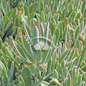 Kalanchoe tomentosa
