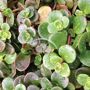 Sedum Coral Reef