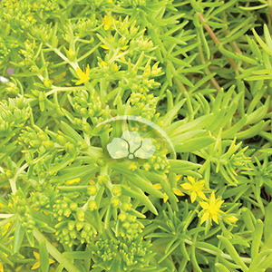 Sedum Lemon Ball