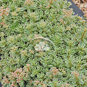 Sedum Tricolor