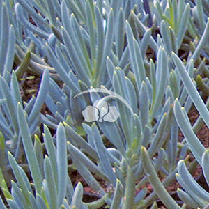 Senecio mandraliscae