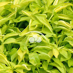 Alternanthera Yellow