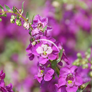 Angelonia Carita™ Cascade Deep Purple