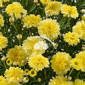 Argyranthemum Angelic™ Maize -NEW
