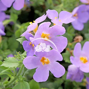 Bacopa Scopia™ Gulliver Blue Sensation