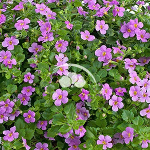 Bacopa Scopia™ Great Classic Pink -NEW