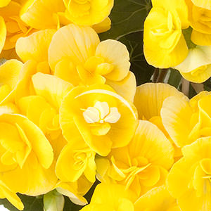 Begonia hiemalis Blitz