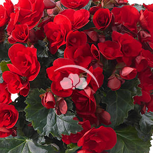 Begonia hiemalis Vermillion Red