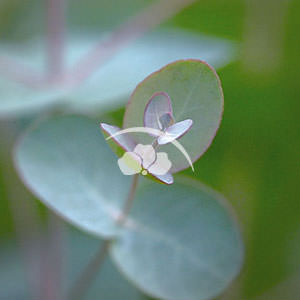 Eucalyptus Silverdrop