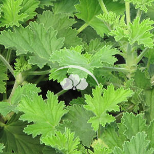 Cintronella Crispum