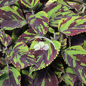 Coleus vegetative Coliseum™ Ceres -NEW
