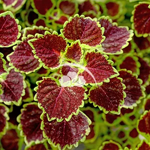 Coleus vegetative Wedding Train