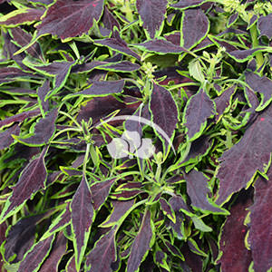 Coleus vegetative Coliseum™ Flora -NEW