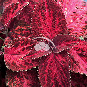 Coleus vegetative Kingswood Torch