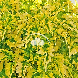 Coleus vegetative Main Street Dutch Mill Drive™ -NEW