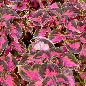 Coleus vegetative Main Street Fifth Avenue™ -NEW