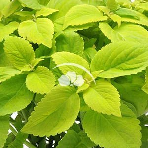 Coleus premium Lime Delight