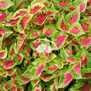 Coleus premium Watermelon
