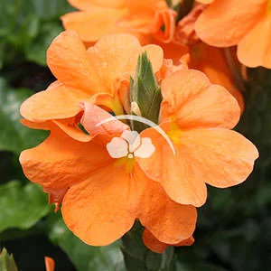 Crossandra Orange Marmalade