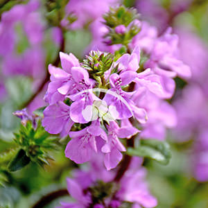 Stachys Lilac Falls -NEW