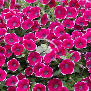 Petunia Cascadias™ Rim Chianti