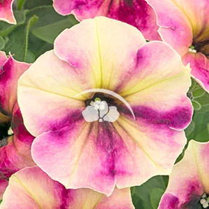 Petunia Crazytunia® Blackberry Cheesecake