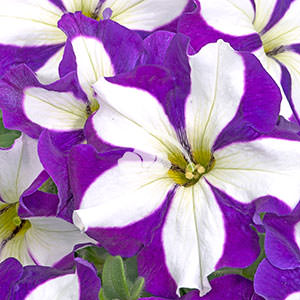 Petunia Crazytunia® Lucky Lilac