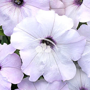 Petunia spreading Easy Wave® Silver -NEW