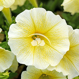 Petunia spreading Easy Wave® Yellow -NEW