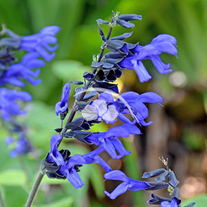 Salvia Black and Blue