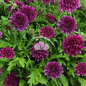 Scabiosa Gelato™ Blueberry -NEW