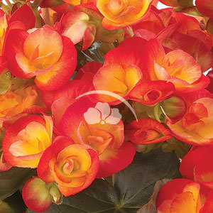 Begonia hiemalis Carneval