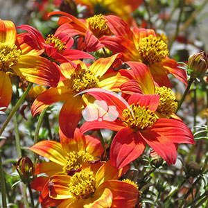 Bidens Beedance® Painted Red -NEW