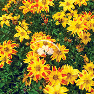 Bidens Beedance® Red Stripe -NEW