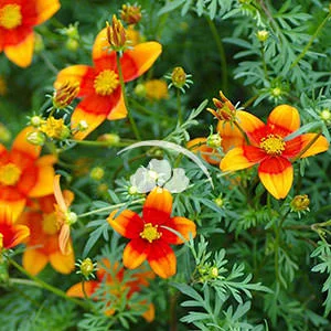 Bidens Hawaiin Flare Orange Drop