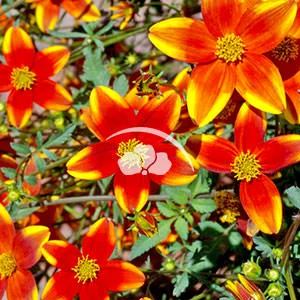 Bidens Hawaiin Flare Passion Red