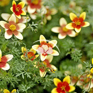 Bidens Hawaiin Flare Tutti Fruitti