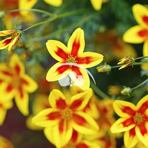 Bidens Hawaiin Flare Red Star