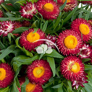 Bracteantha Helica Dark Red