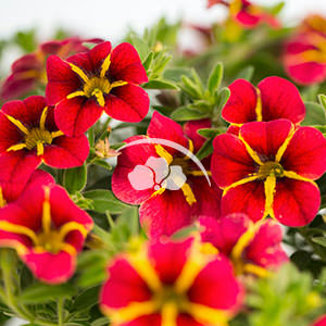 Calibrachoa Caliplosion Red -NEW