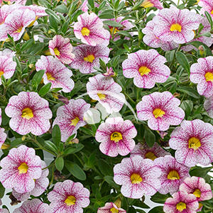 Calibrachoa Noa™ Princess -NEW