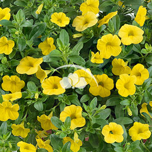 Calibrachoa Noa™ Sunlight -NEW