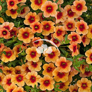Calibrachoa Noa™ Sunset