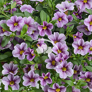 Calibrachoa Noa™ Violet Glint -NEW