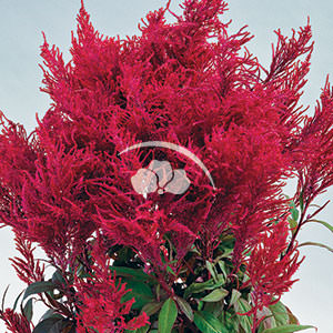Celosia Dragon's Breath -NEW