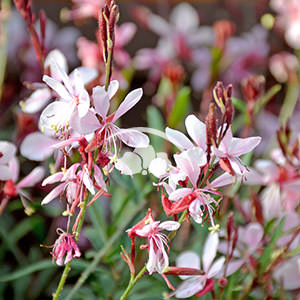 Gaura Grace™ Blush -NEW