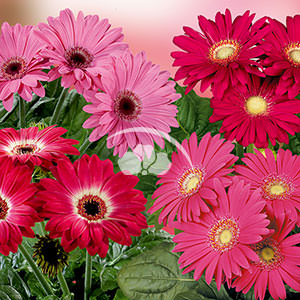 Gerbera Midi Pink Splash Mix -NEW